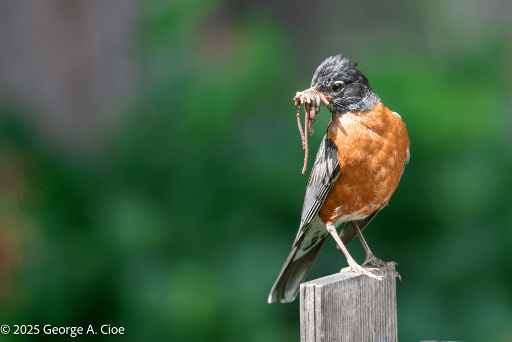 "Robzilla" American Robin with Worms for chicks