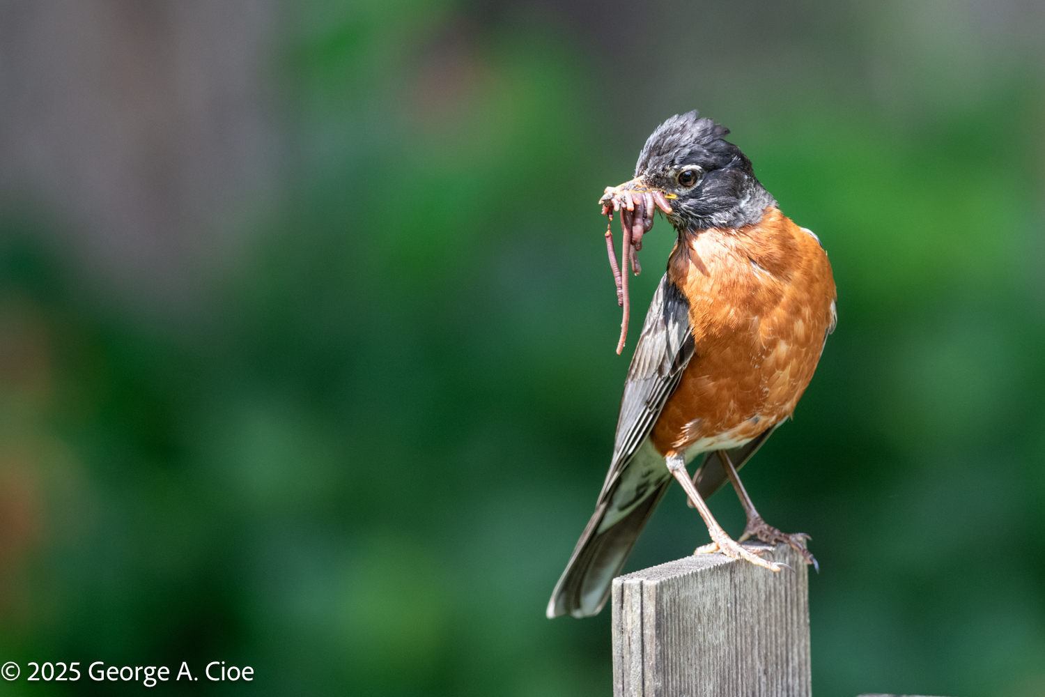 A Robin’s Devotion to Chicks: A Heartwarming Tale