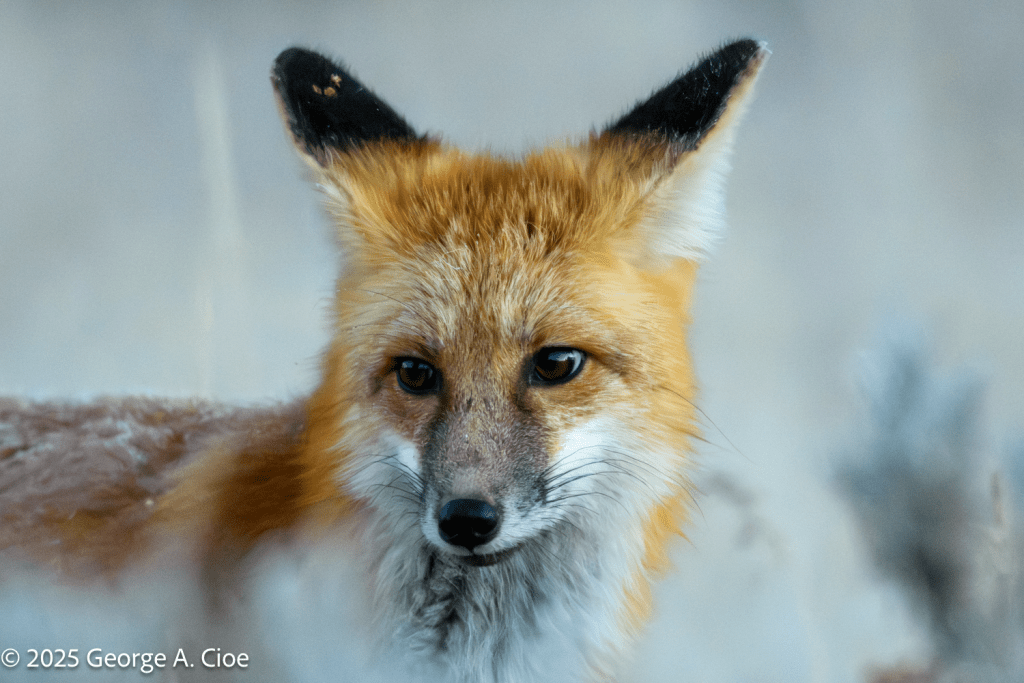 “Paws for Reflection” Red Fox, Yellowstone National Park