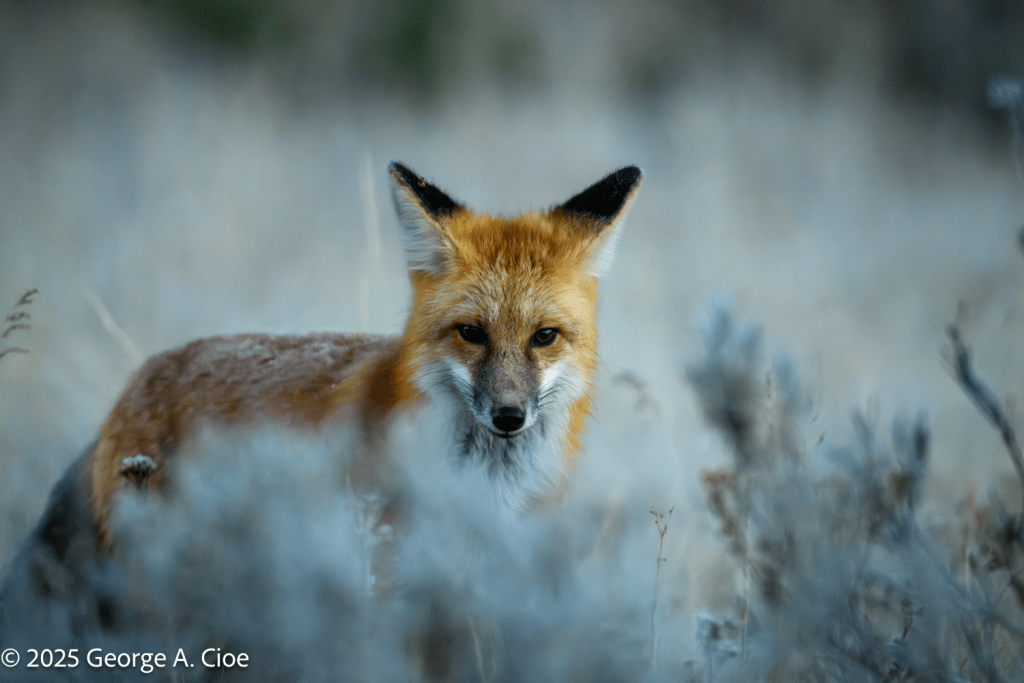 “Fox in Thought” Red Fox, Yellowstone National Park