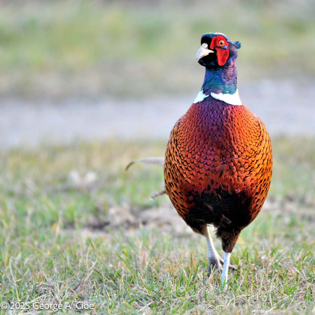 Ring-necked Pheasant