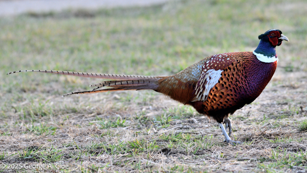Ring-necked Pheasant