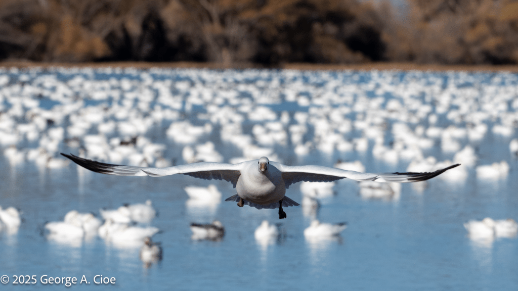 Snow Goose
