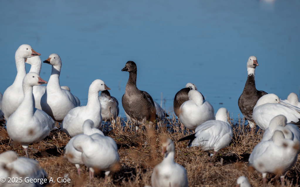 Snow Goose