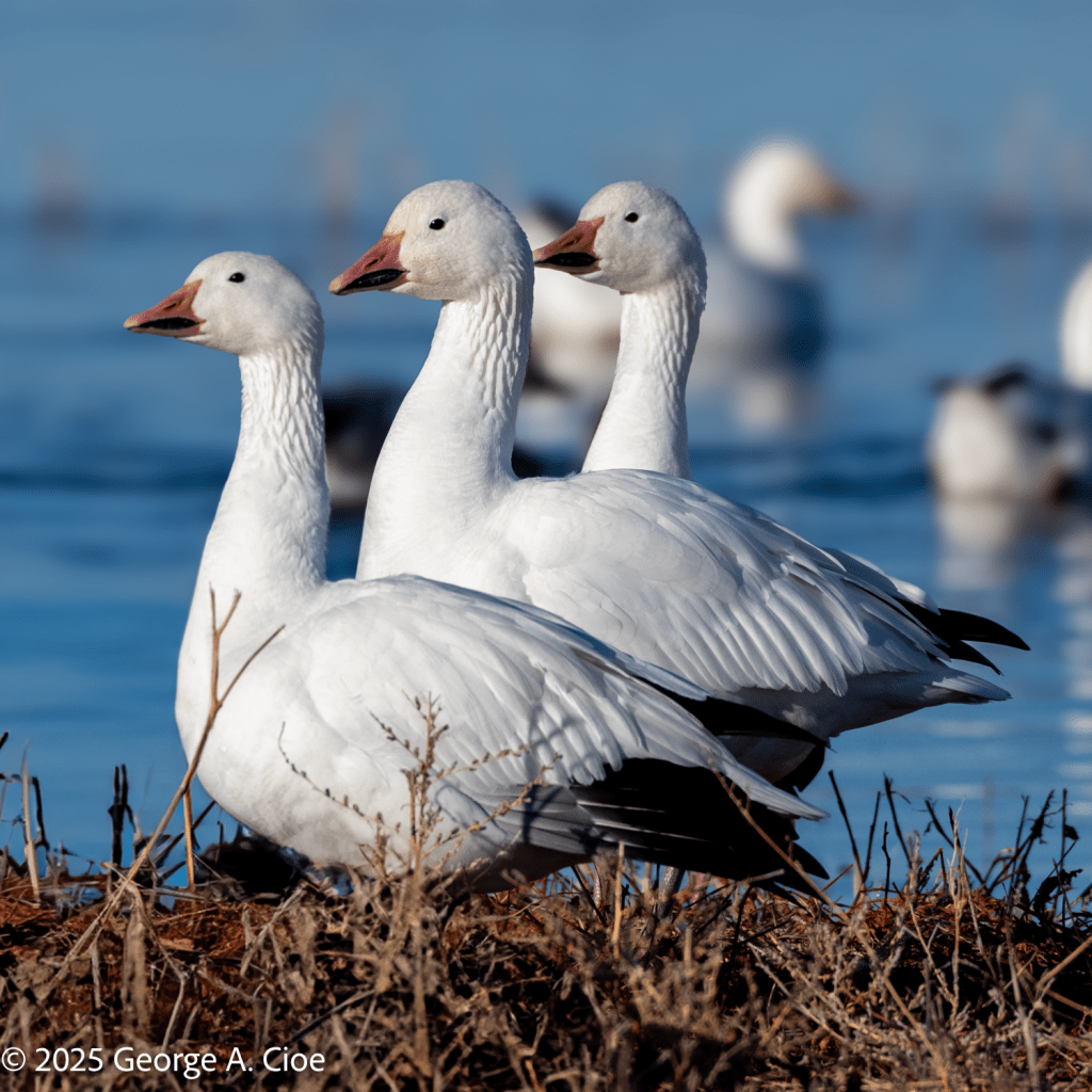 Snow Goose