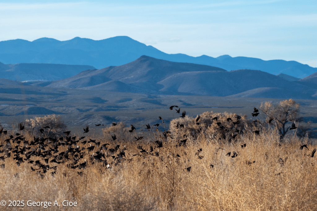 "The Gathering" Red-winged Balckbirds