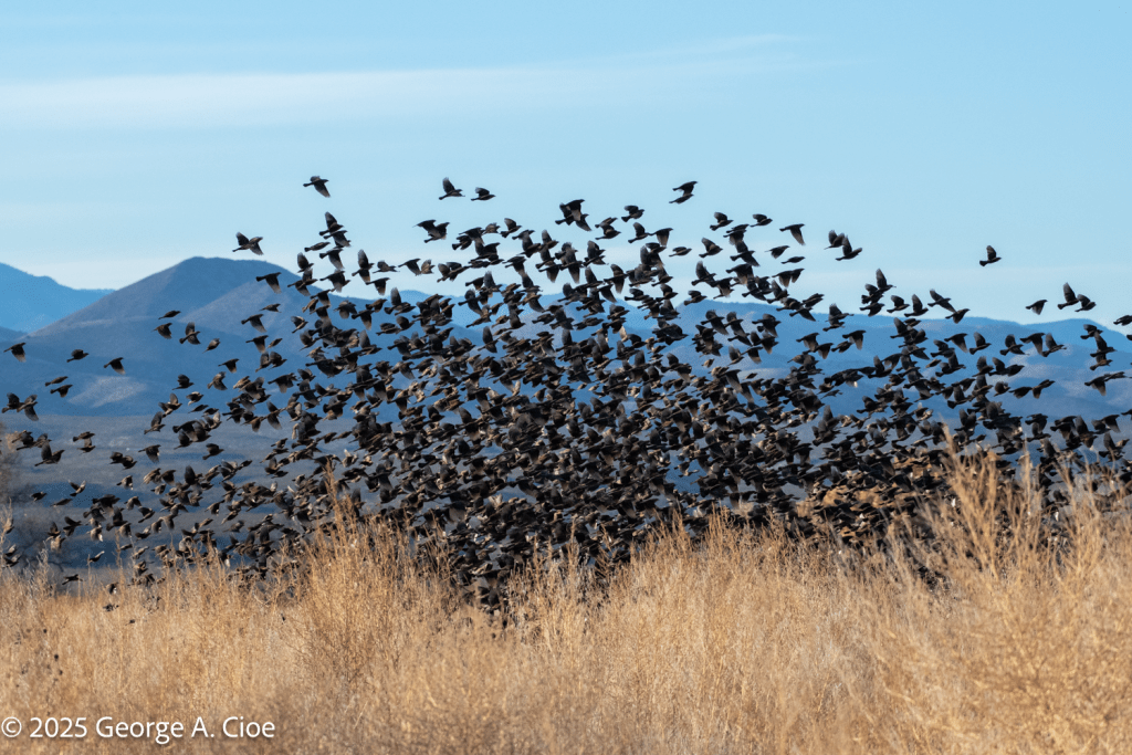 "The Rising" Red-winged Blackbirds
