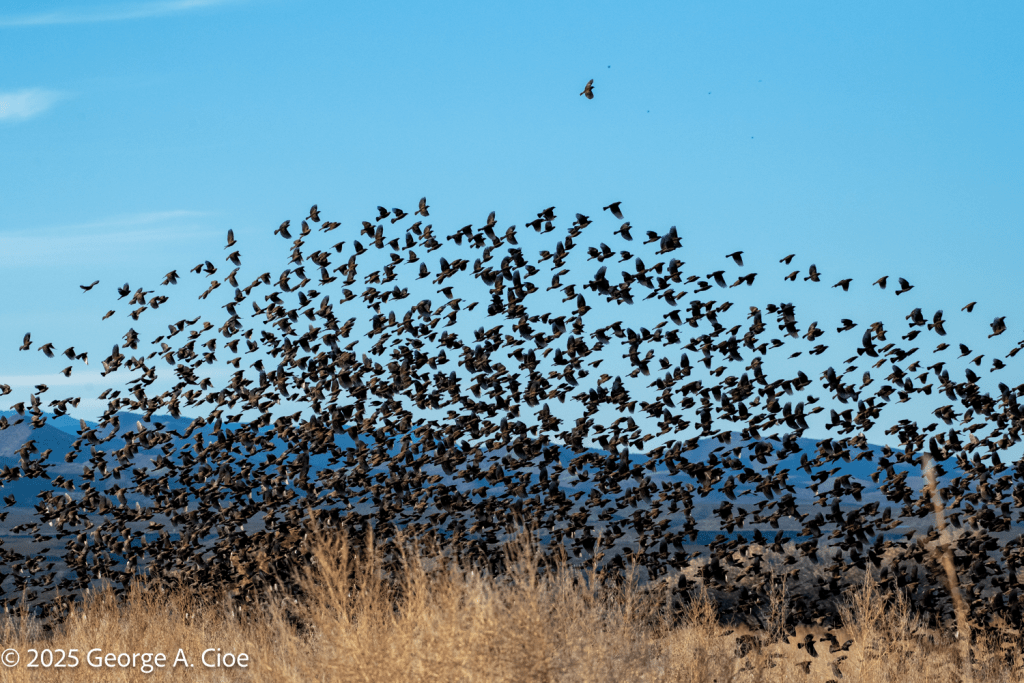 "The Thunder of Wings" Red-winged Blackbirds