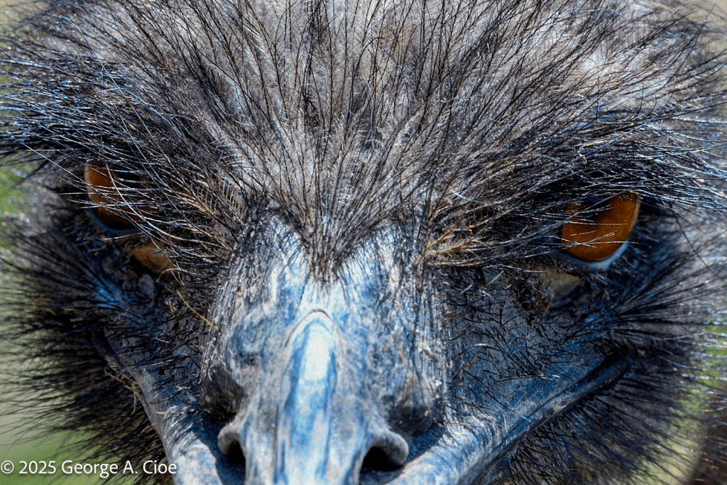 "Dinosaurish" Ostrich, Block Island, RI