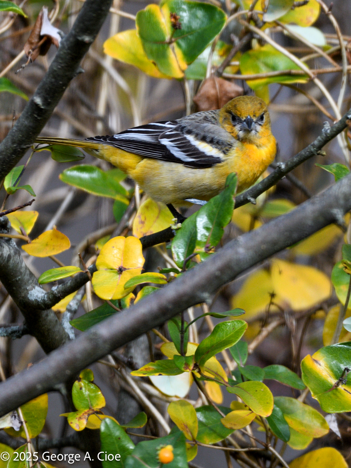 A Thanksgiving Rescue: The Oriole That Came Back to Say Thanks
