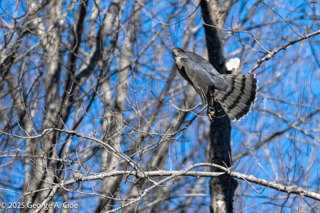 Cooper's Hawk