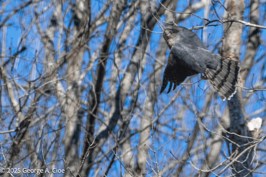 Cooper's Hawk