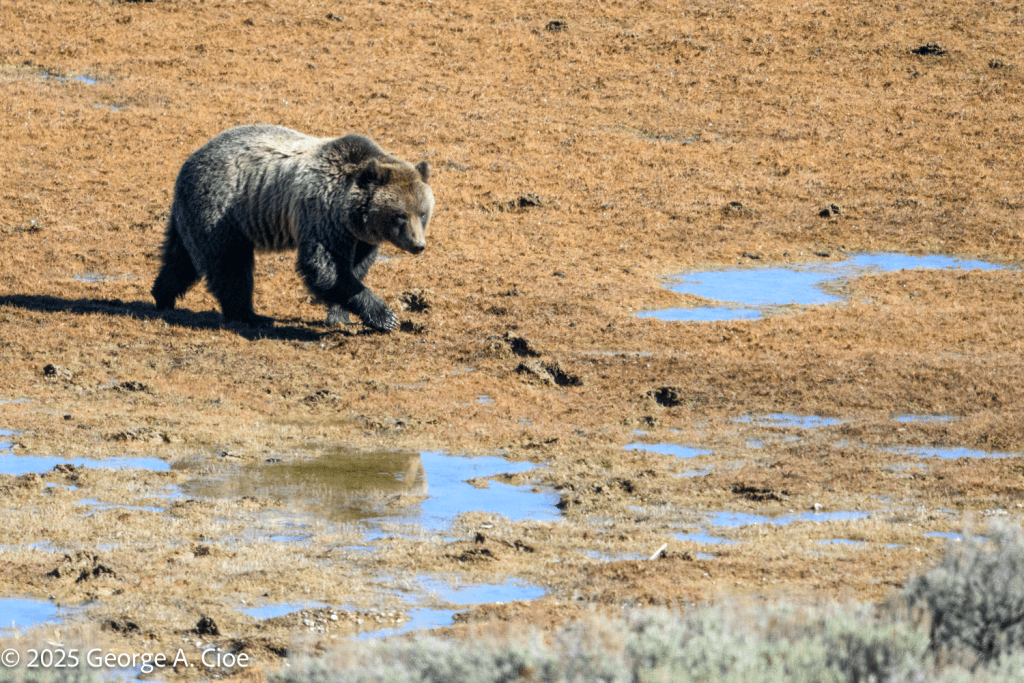 “Bear in the Weeds” Grizzly Bear, Yellowstone River
