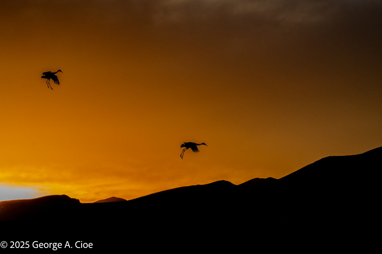 "Sunset Return to Roost" Sandhill Cranes