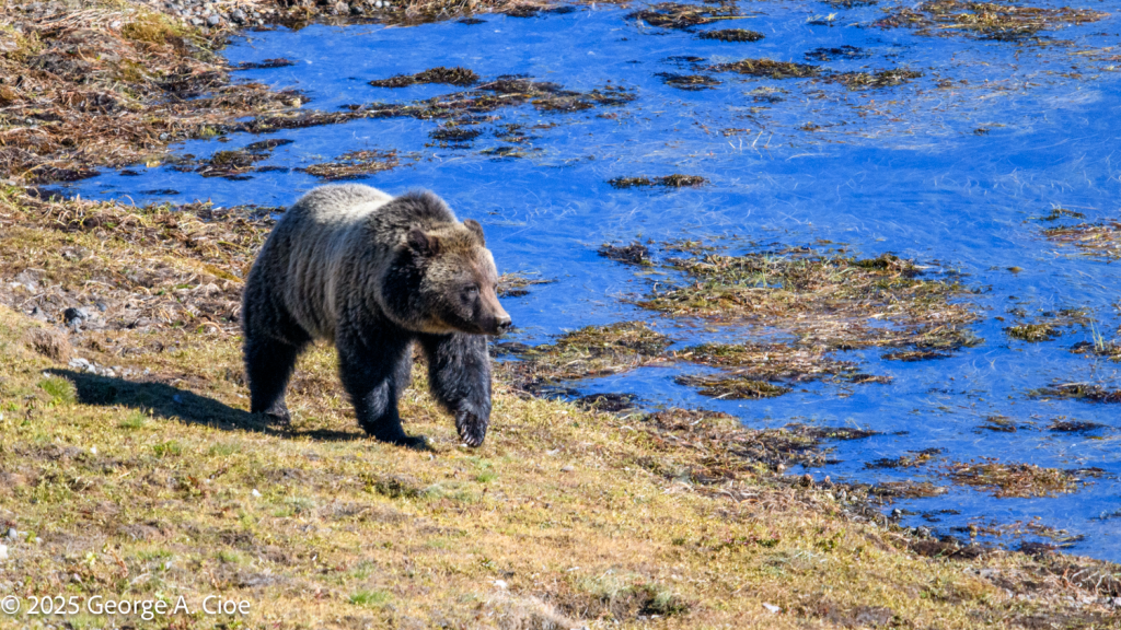 “Along the Yellowstone” Grizzly Bear, Yellowstone River