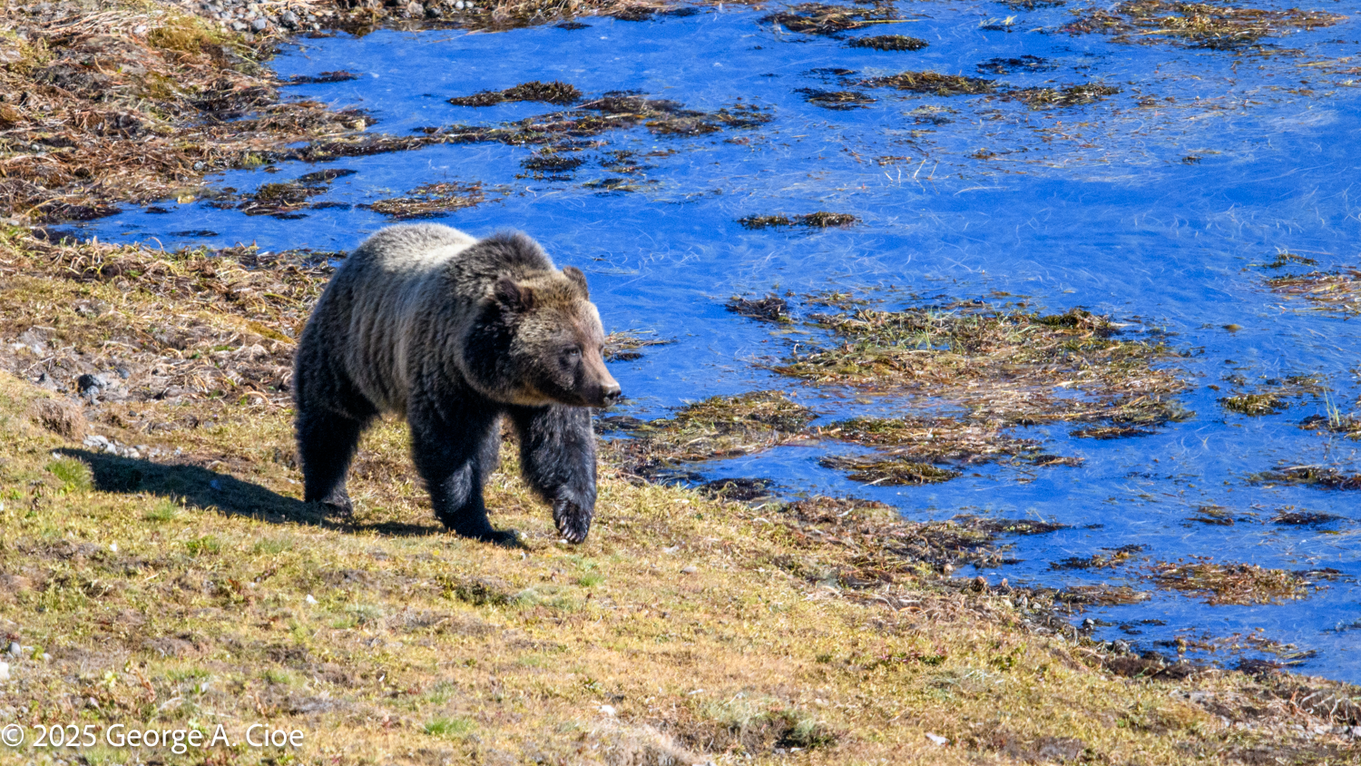 If You’ve Seen One… Exploring Yellowstone Grizzly Bears