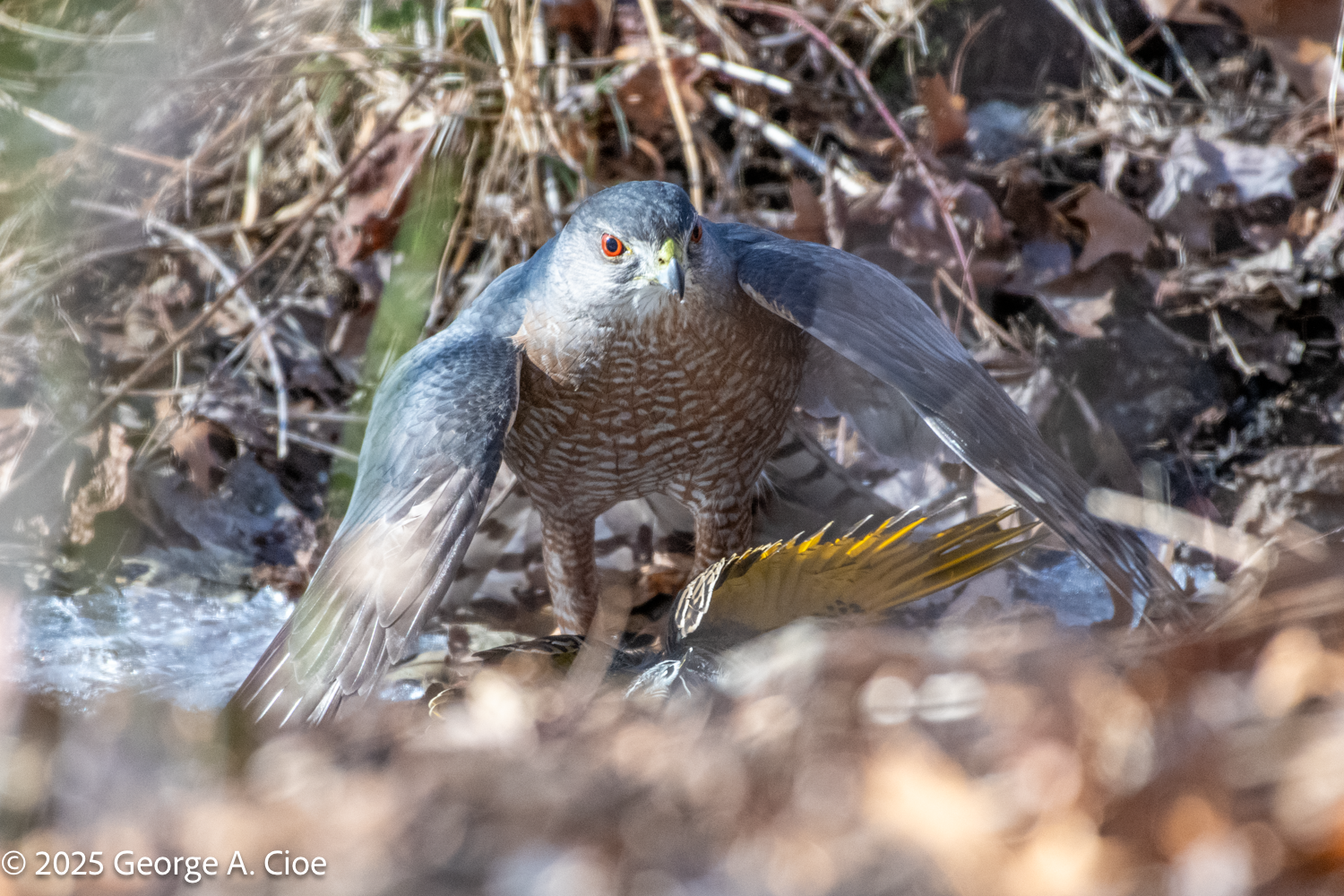 Cooper’s Hawk: The Apex Avian Predator Uncovered