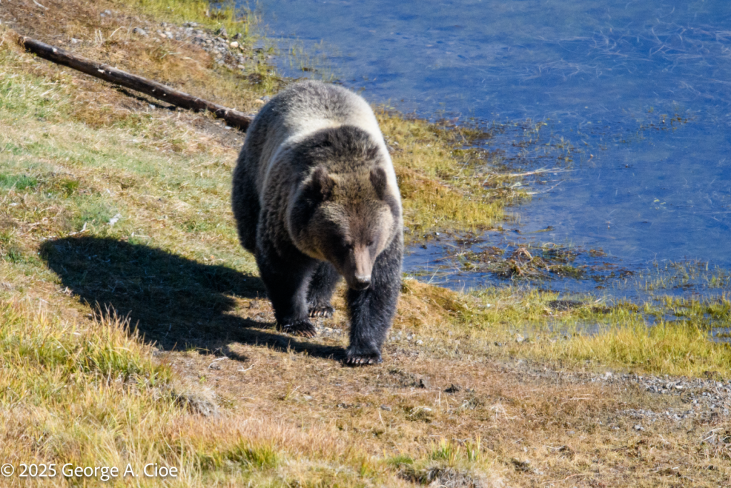 “Never Looked Back” Grizzly Bear, Yellowstone River