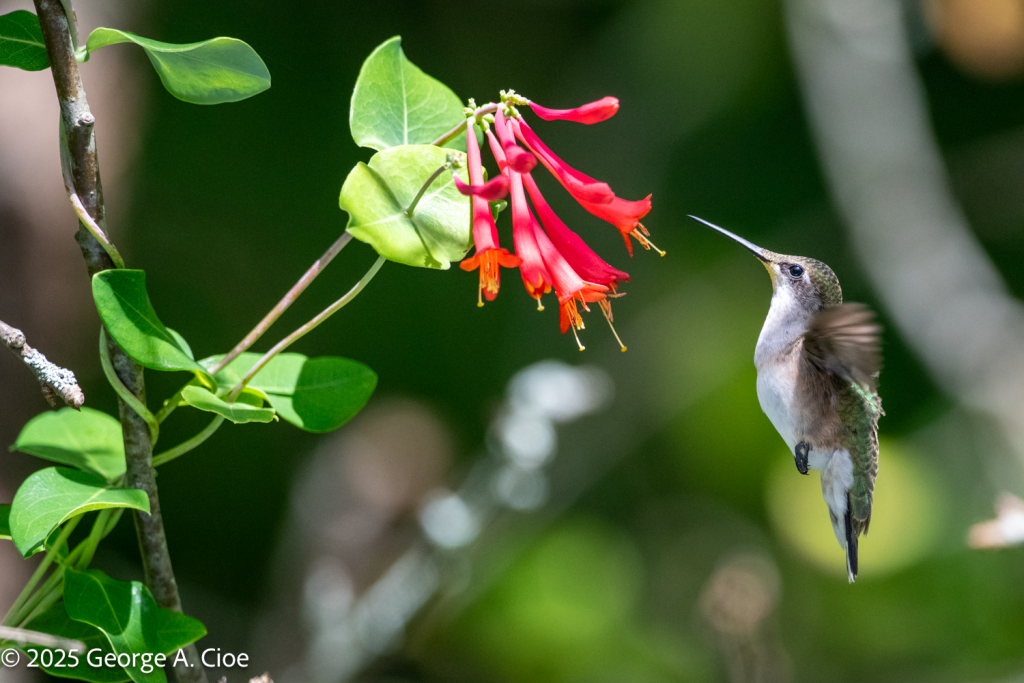 "Nectar Queen" Female Ruby-throated Hummingbird