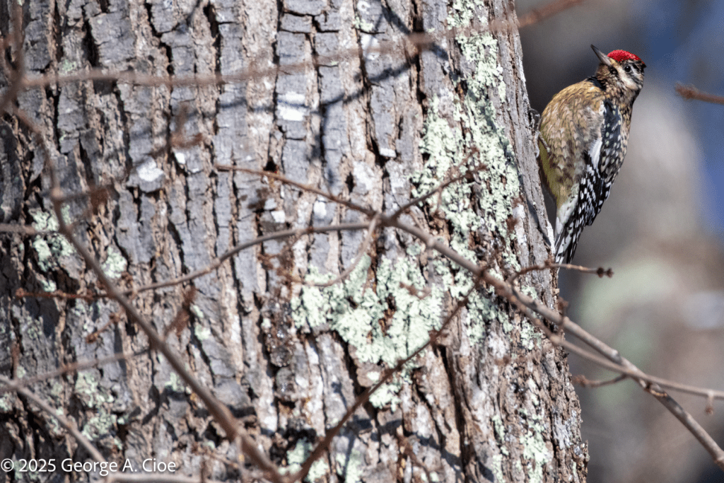 "Weeping Well" Yellow-bellied Sapsucker