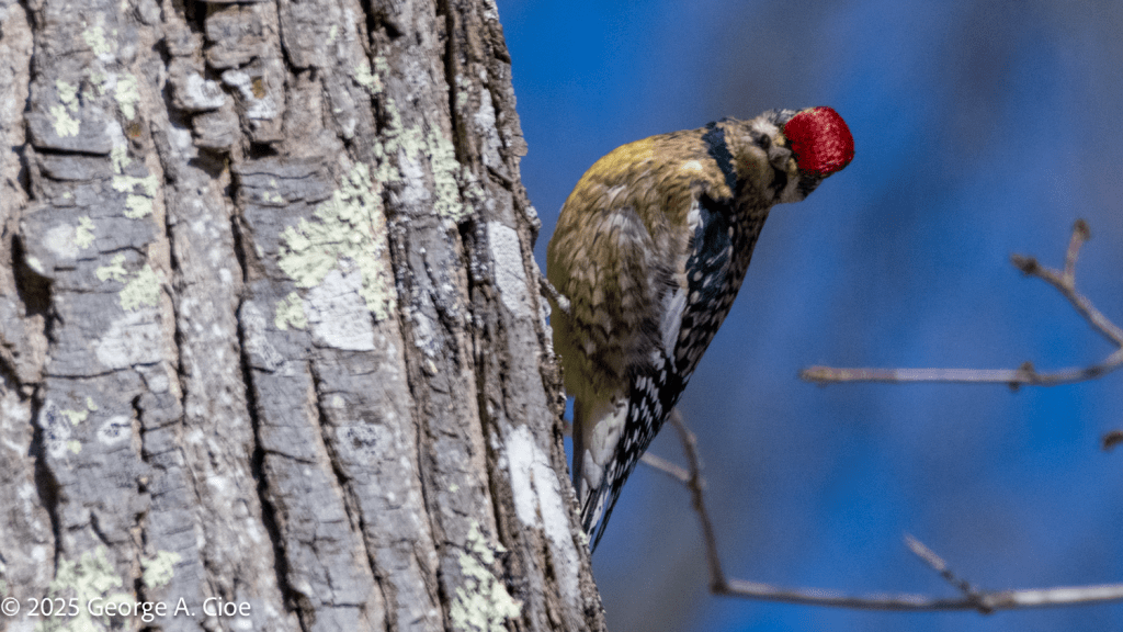Yellow-bellied Sapsucker