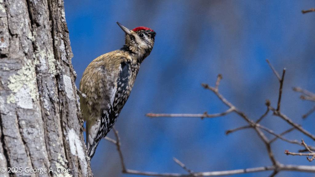 Yellowed-bellied Sapsucker
