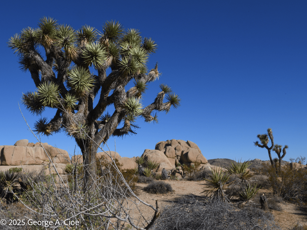 Joshua Tree National Park