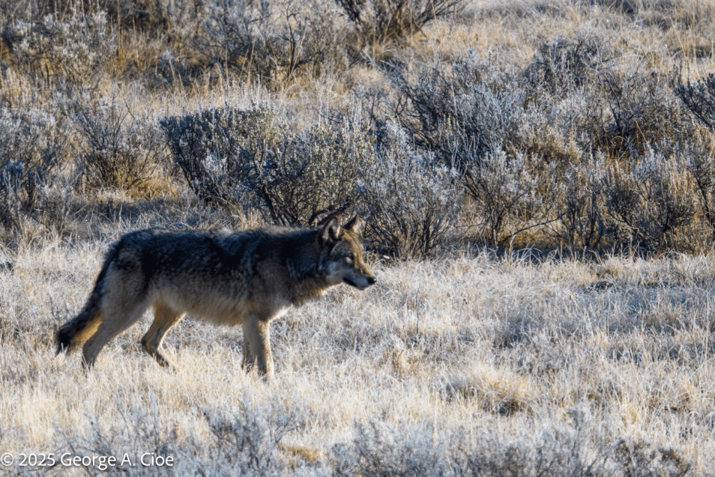 "Untamed Spirit" Wolf, Yellowstone National Park