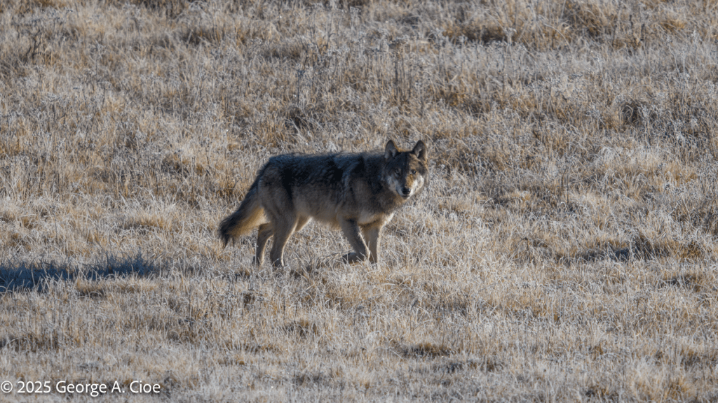 “Sovereign of the Valley” Wolf, Yellowstone National Park