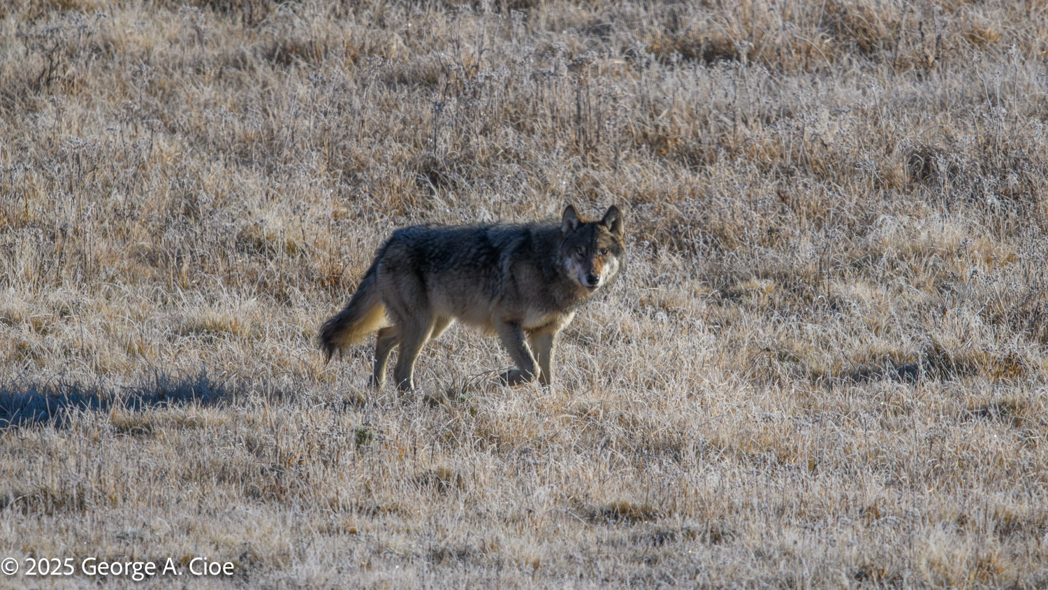 “Sovereign of the Valley” Wolf, Yellowstone National Park