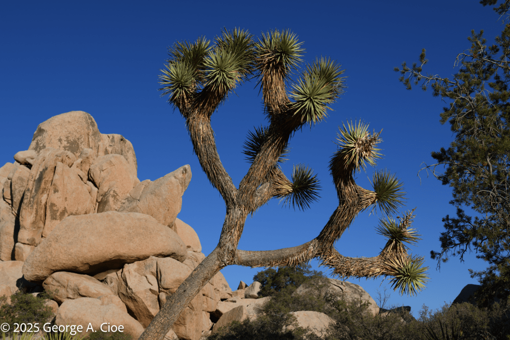 Joshua Tree National Park