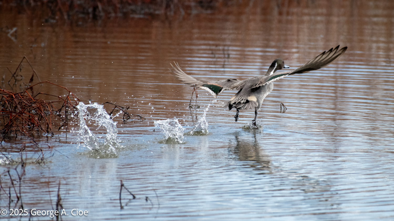 The Pintail That Skipped Orientation Day Adventures