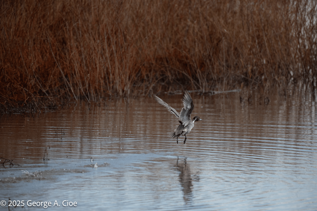 Pintail Duck