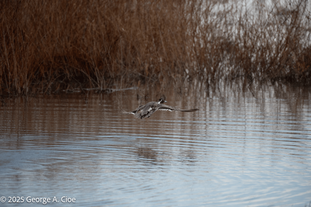 Pintail Duck