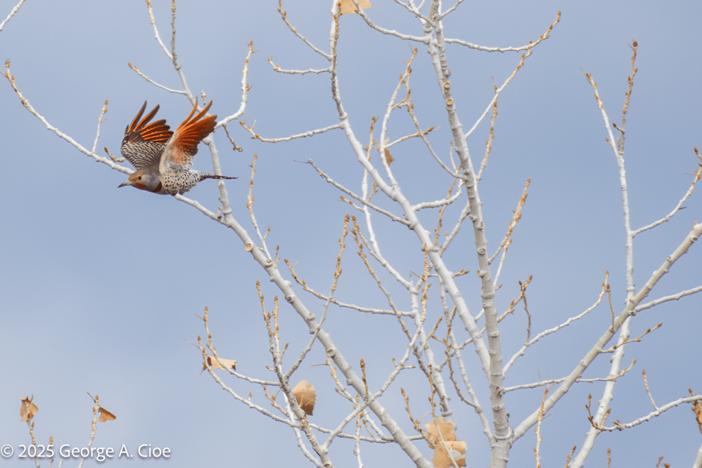 "Red-dy or Not" Northern Flicker - Red Shafted