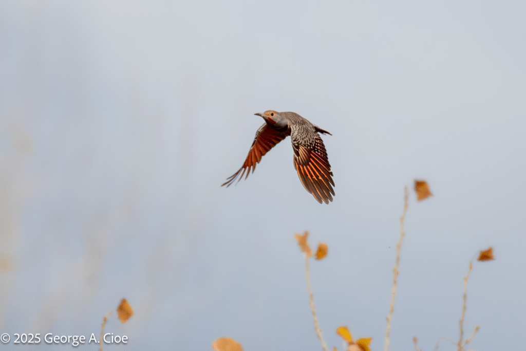 Northern Flicker - Red Shafted