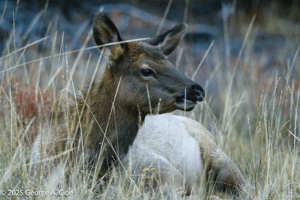 “Grass Ceiling Breaker” Elk Cow, Yellowstone National Park