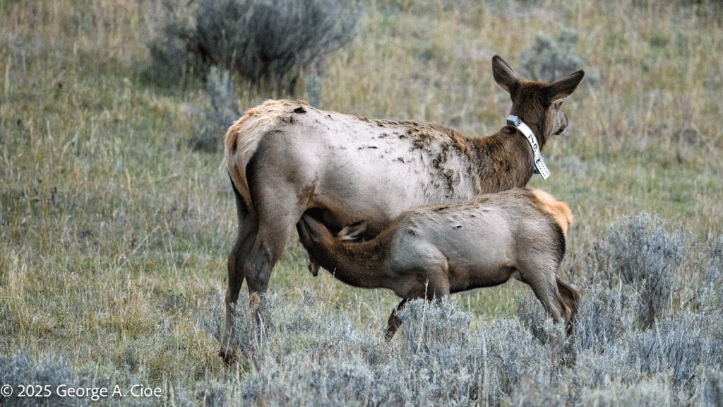 “Udder Devotion” Elk Cow and Calf, Yellowstone
