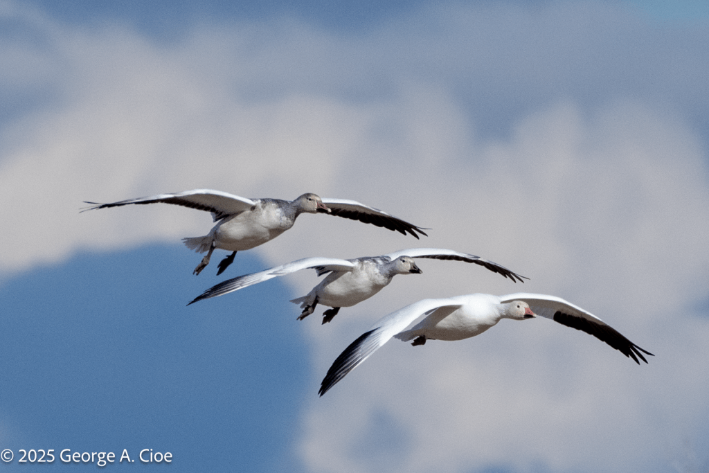 Snow Goose