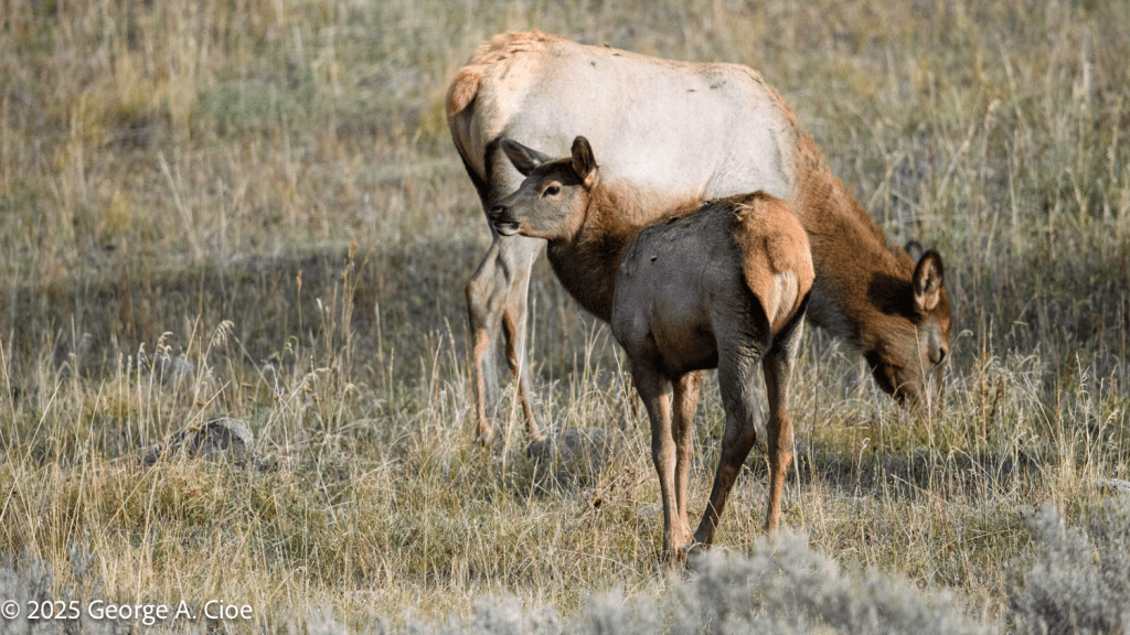 “Generation Elk” Cow and Calf, Yellowstone National Park