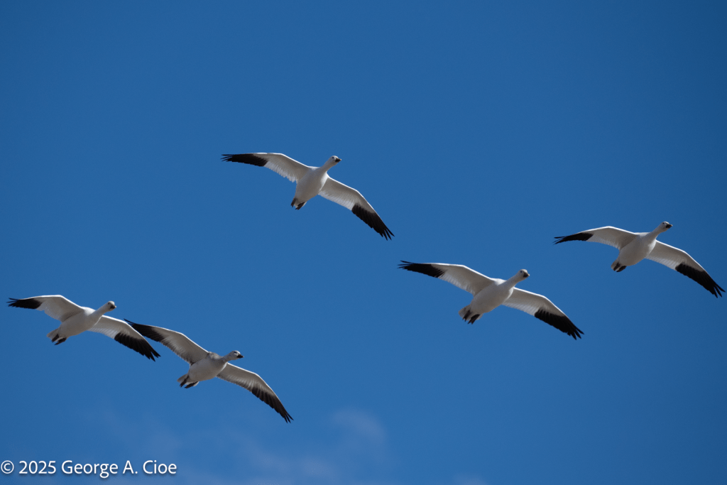 Snow Geese