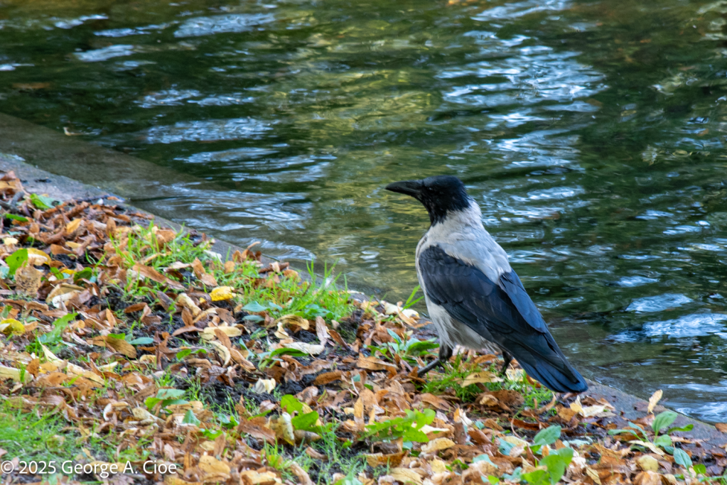 "The Peckpocket" - Hooded Crow - Oslo, Norway