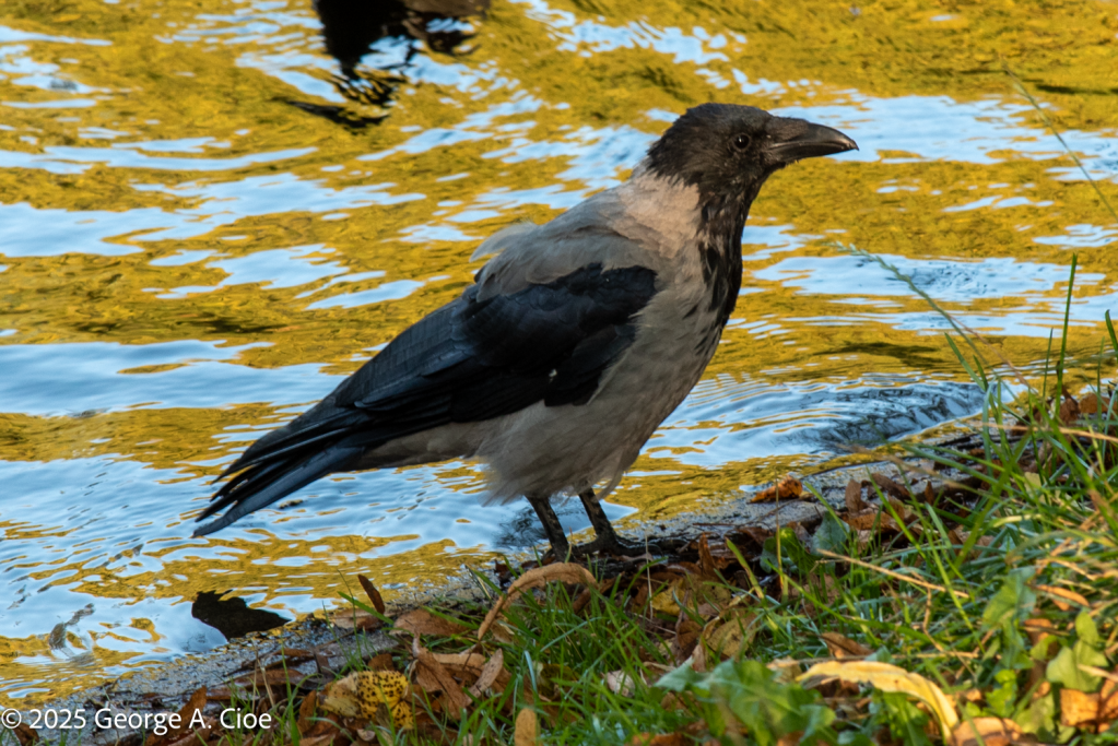 "The Beak Burglar" Hooded Crow - Oslo