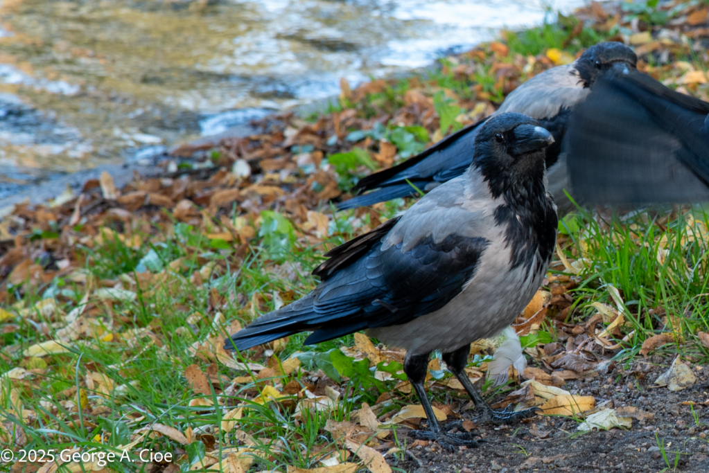 "Bandit in a Hoodie" Hooded Crow - Oslo, Norway