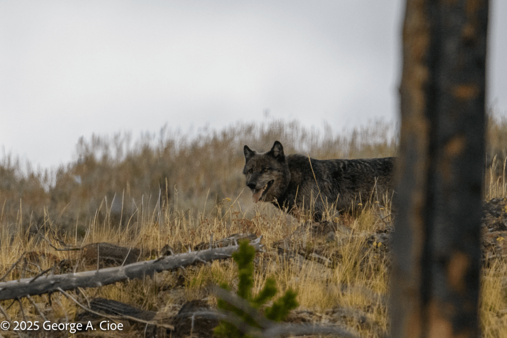 “Yellowstone’s Shadow” Wolf, Yellowstone