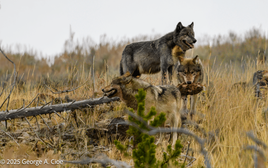 “The Feast” Wolves, Yellowstone