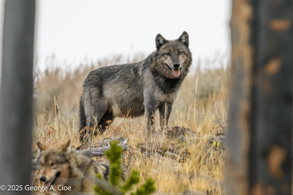 “Between the Trees, Between the Worlds” Wolves, Yellowstone