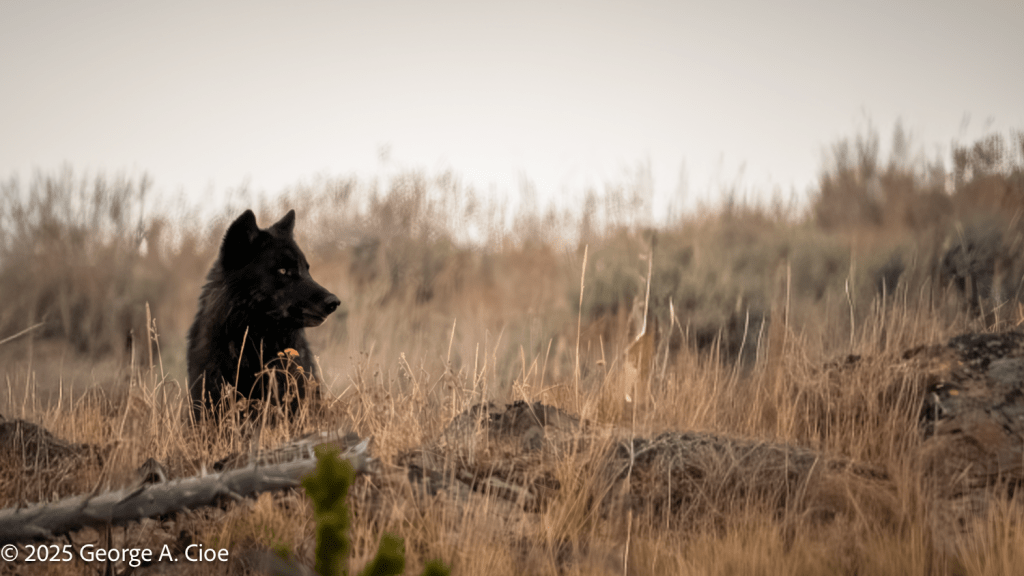 "Dark Raider" Wolf, Yellowstone National Park