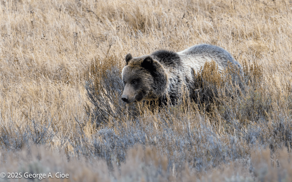 “Nature’s Plow” Grizzly Bear, Yellowstone National Park