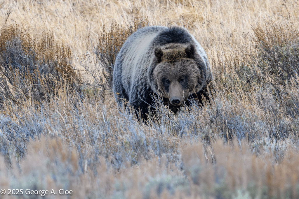 “In His Element” Grizzly Bear, Yellowstone National Park